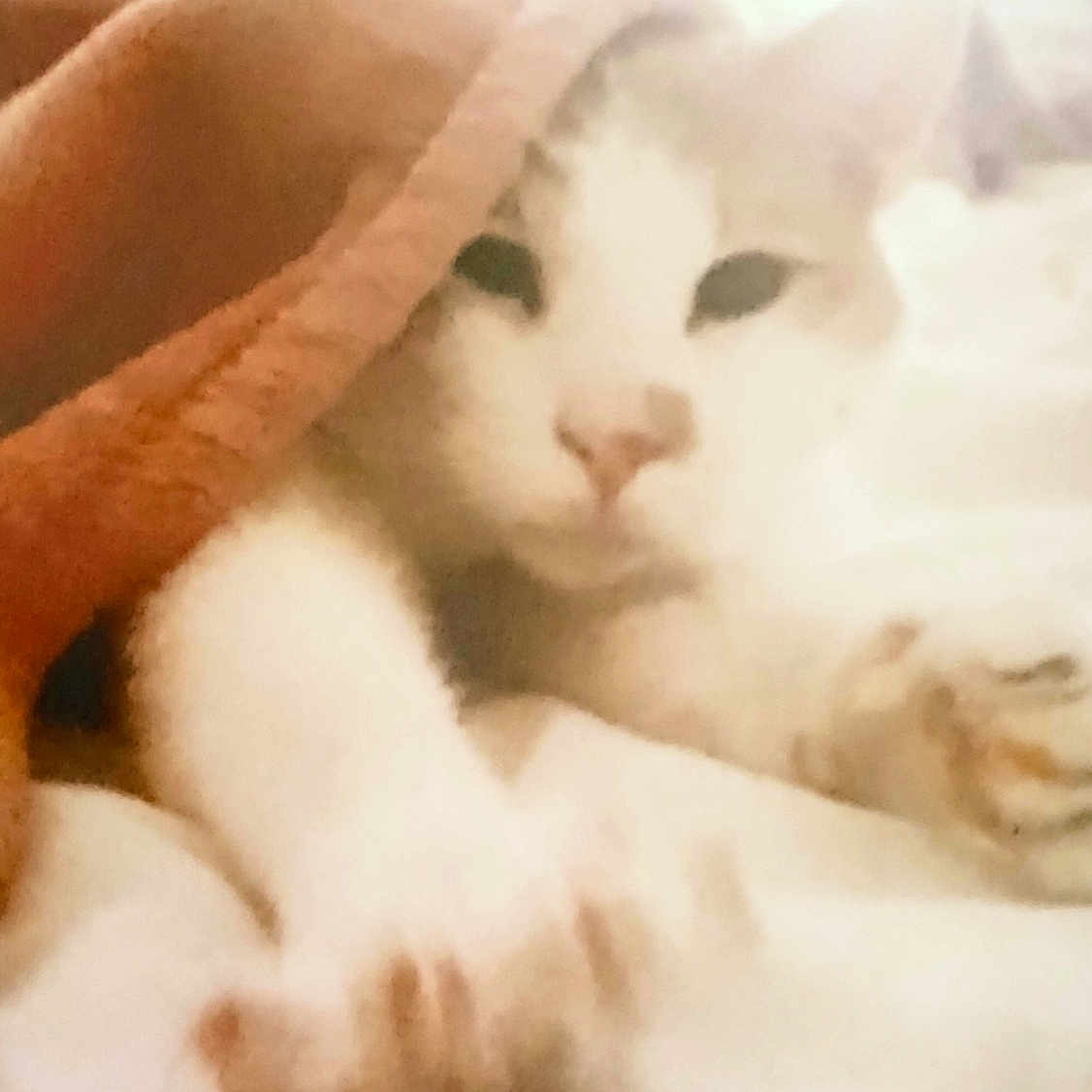 Winston joined the competition — help win amazing prizes! cat, white_cat, sleeping, relaxed, cozy, blanket, bed, indoor, pet, feline, whiskers, paws, pink_nose, white_fur, close_up, portrait, soft_lighting, warm_tones, resting, cute