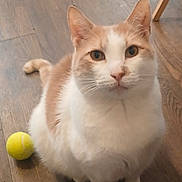 Winston is registered to the contest to win money with this photo: cat, orange_and_white, fluffy, pet, animal, portrait, close_up, sitting, looking_at_camera, whiskers, ears, eyes, nose, paws, tail, tennis_ball, wooden_floor, indoor, chair, cute