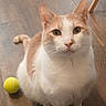 cat, orange_and_white, fluffy, pet, animal, portrait, close_up, sitting, looking_at_camera, whiskers, ears, eyes, nose, paws, tail, tennis_ball, wooden_floor, indoor, chair, cute