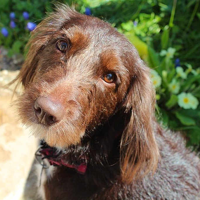 Nova joined the competition — help win amazing prizes! animal, brown_dog, canine, closeup, collar, cute, dog, ears, eyes, flower, friendly, fur, garden, greenery, head_tilt, nature, outdoor, pet, portrait, sunlight