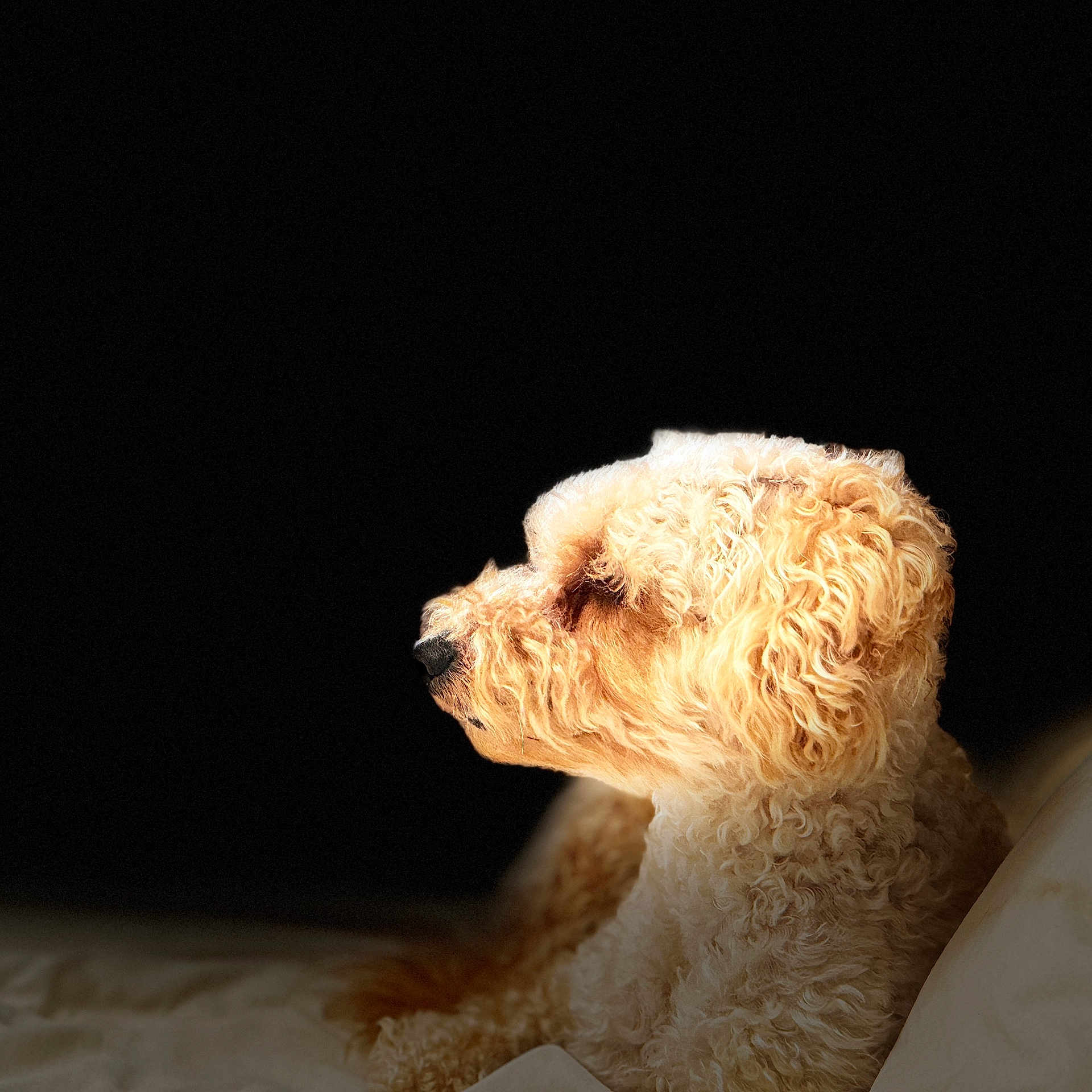 Bella-Boo is registered to the contest to win money with this photo: airedale, animal, bison, canine, cockerspaniel, couch, dog, furniture, goldenretriever, person, pet, poodle, puppy, sleeping, snout, terrier, whitedog