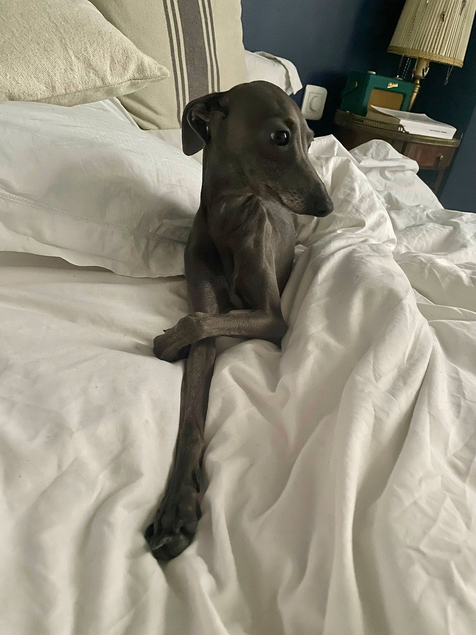 Salvo participe au concours pour gagner de l'argent avec cette photo : bed, bed_sheet, bedding, canidae, carnivore, comfort, companion_dog, dog, dog_breed, duvet, fawn, fur, grey, linens, sighthound, sleeve, sporting_group, toy_dog, whiskers, working_animal