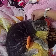 Michi is registered to the contest to win money with this photo: cat, tabby_cat, stuffed_toy, hand, blanket, plush_toy, soft_toys, bedroom, cozy, petting, furry, indoor, comfort, sleeping_cat, animal, feline, resting, cuddling, domestic_animal, cute