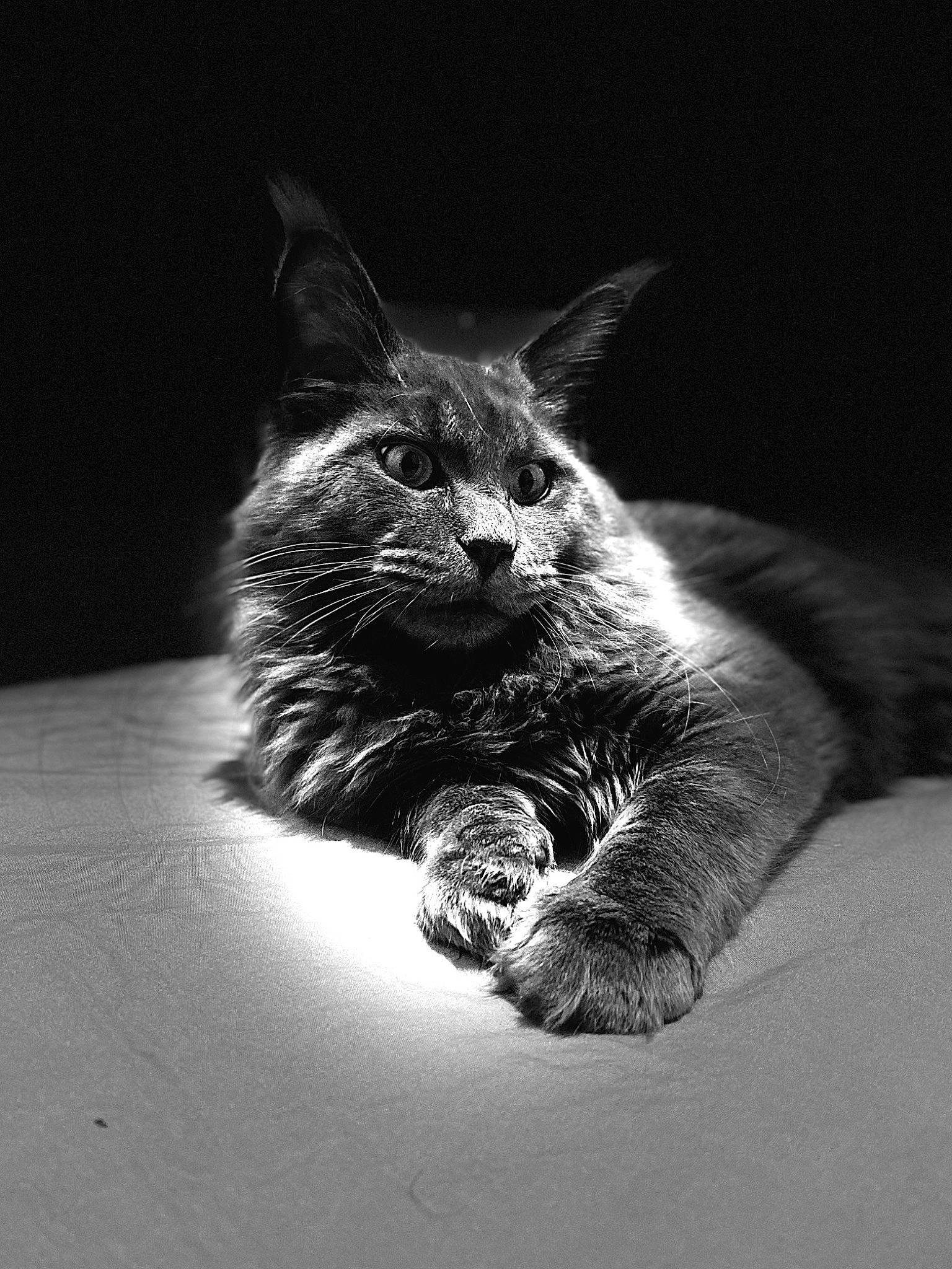 Aslan participe au concours pour gagner de l'argent avec cette photo : black_and_white, carnivore, cat, claw, darkness, domestic_short_haired_cat, felidae, fur, grey, monochrome, monochrome_photography, paw, sitting, small_to_medium_sized_cats, snout, still_life_photography, style, tail, whiskers, wildlife