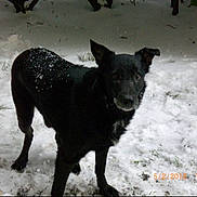Rock a rejoint le concours — aidez-le/la à gagner de superbes lots ! dog, black_dog, snow, outdoor, animal, pet, winter, grass, curious, standing, timestamp, yard, nature, cold, fur, canine, looking, mammal, one_animal, background