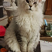 Yoko participe au concours pour gagner de l'argent avec cette photo : cat, fluffy, sitting, papers, documents, table, mug, scissors, indoor, pet, feline, domestic, gray, white, fur, whiskers, ears, animal, home, curious
