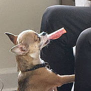 Shortyz is registered to the contest to win money with this photo: dog, chihuahua, pet, indoor, treat, snack, furniture, brown, small_dog, canine, animal, collar, side_view, light, cute, domestic, companion, mouth, ears, sitting