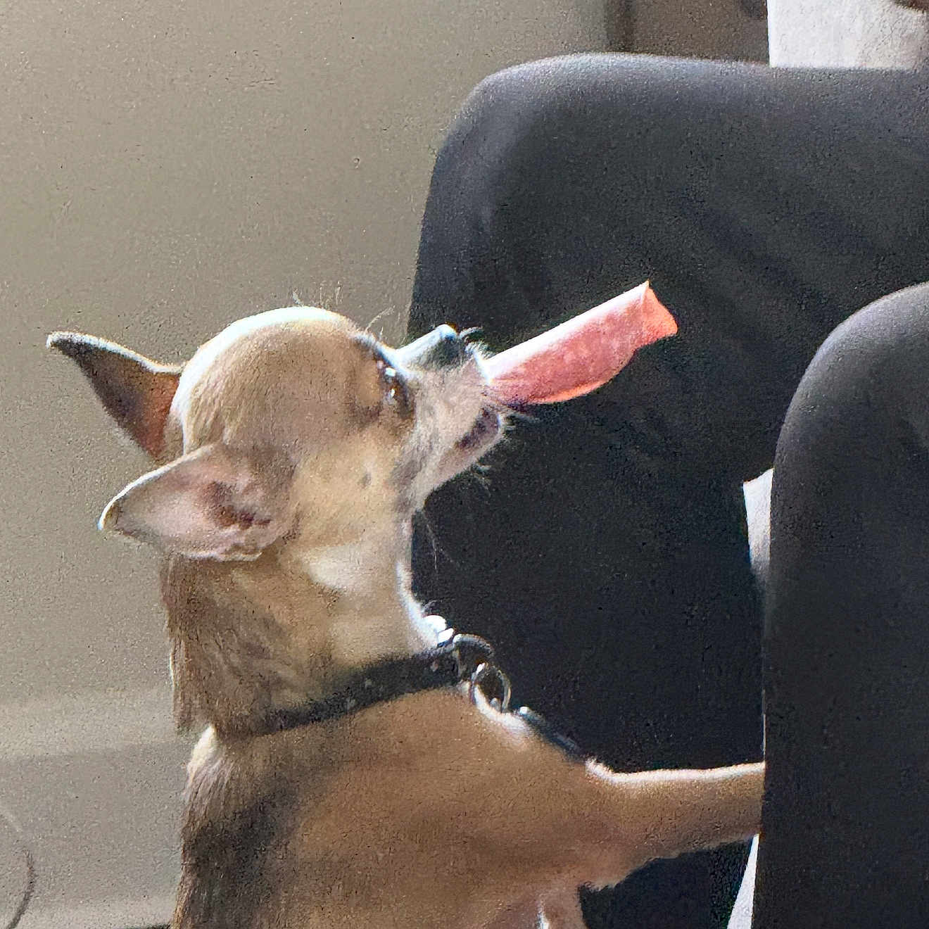 Shortyz is registered to the contest to win money with this photo: animal, brown, canine, chihuahua, collar, companion, cute, dog, domestic, ears, furniture, indoor, light, mouth, pet, side_view, sitting, small_dog, snack, treat