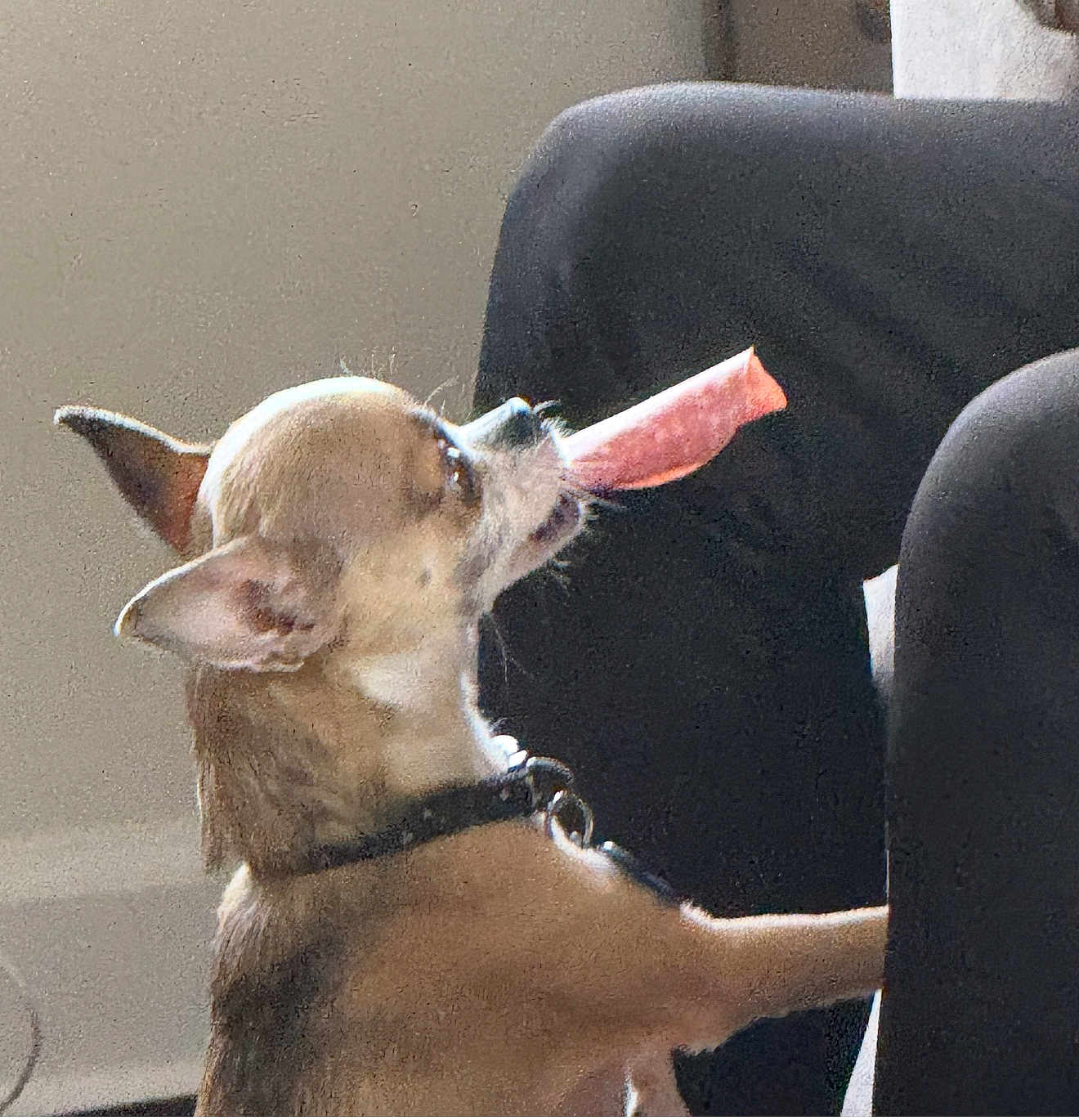 Shortyz is registered to the contest to win money with this photo: dog, chihuahua, pet, indoor, treat, snack, furniture, brown, small_dog, canine, animal, collar, side_view, light, cute, domestic, companion, mouth, ears, sitting