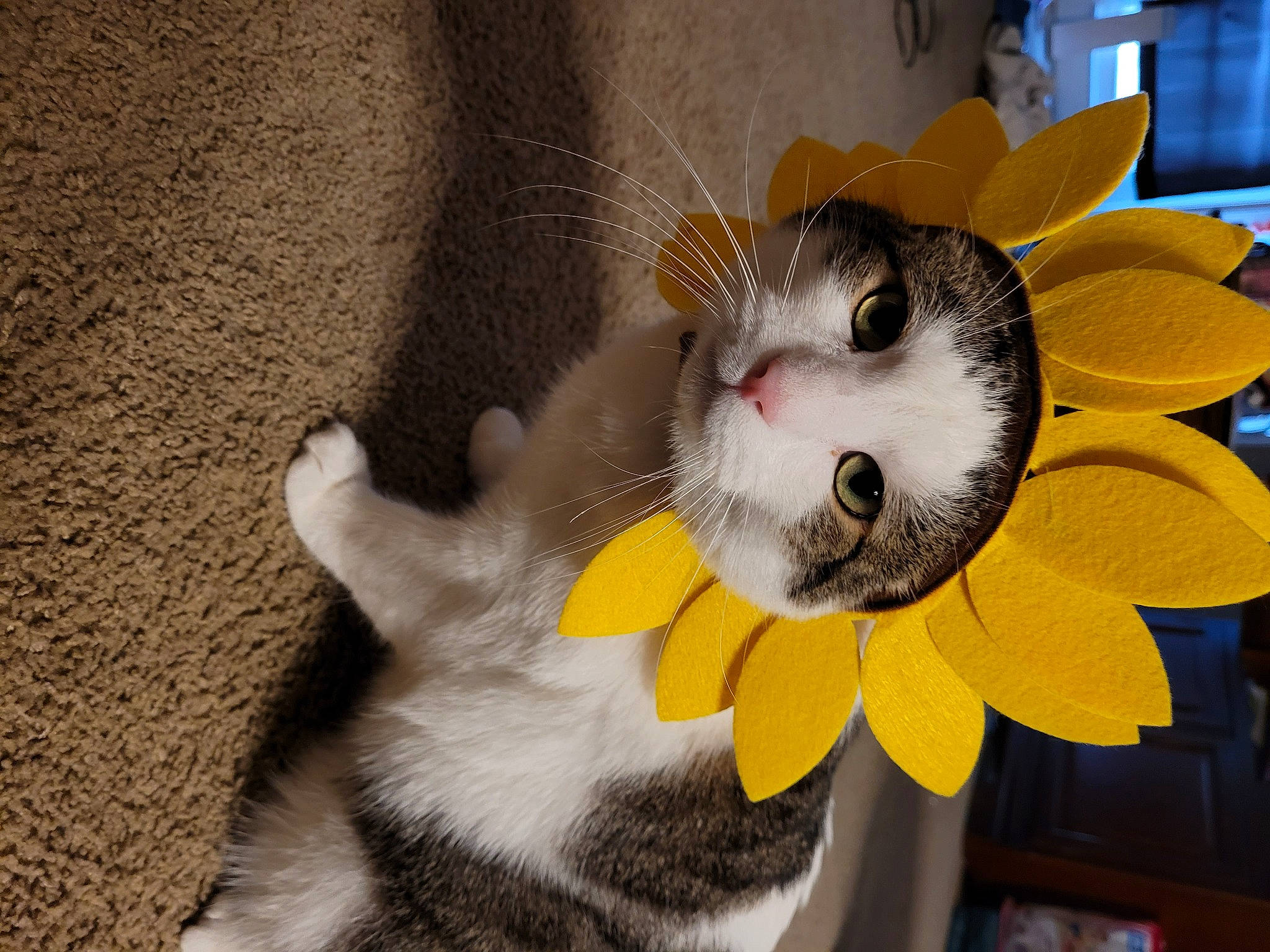 T-bone joined the competition — help win amazing prizes! carnivore, cat, claw, collar, domestic_short_haired_cat, eye, fawn, felidae, fur, paw, petal, plant, small_to_medium_sized_cats, snout, tail, toy, whiskers, window