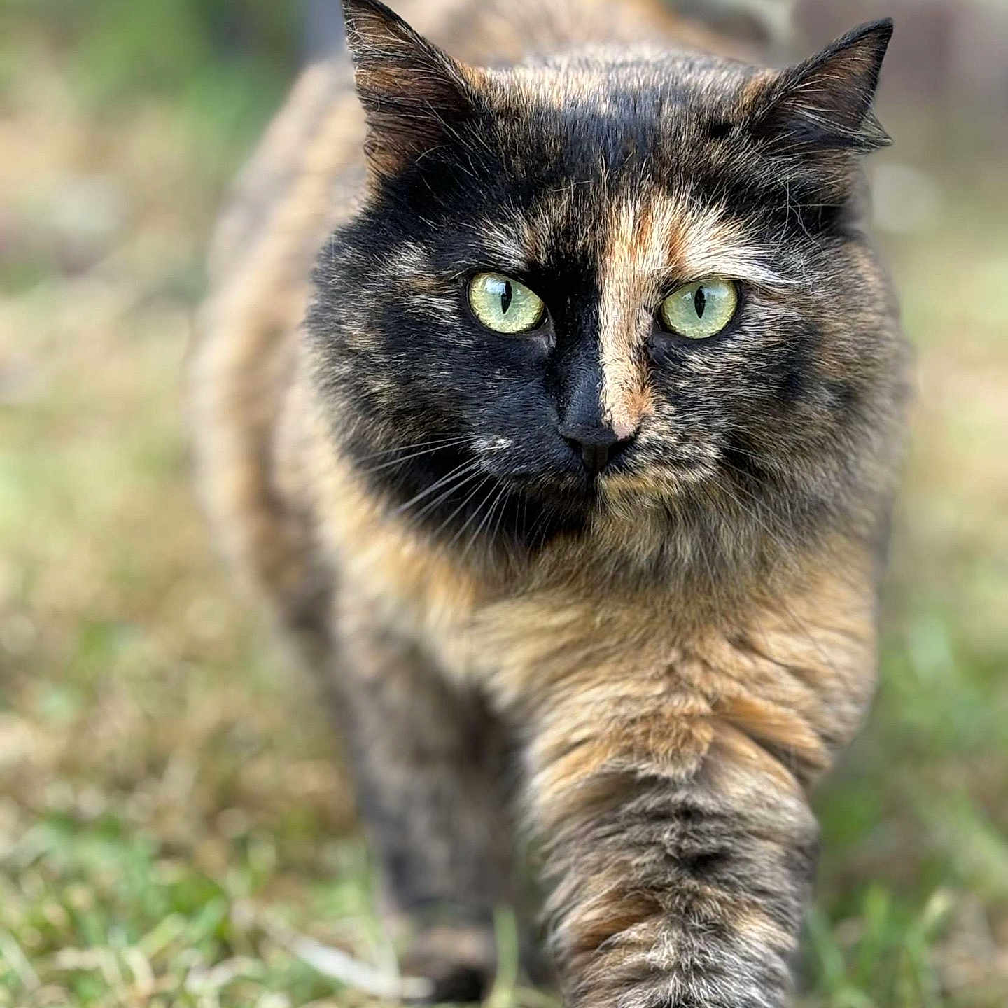 Tiara participe au concours pour gagner de l'argent avec cette photo : abyssinian, angora, animal, brasssection, cat, egyptiancat, horn, kitten, manx, musicalinstrument, pet, siamese, snout