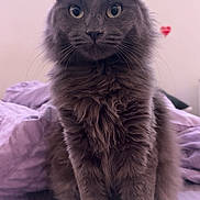 Smoke is registered to the contest to win money with this photo: animal, bed, cat, cozy, cute, domestic_animal, ears, feline, fluffy_cat, fur, gray_cat, heart_decoration, indoor, looking_at_camera, pet, purple_sheets, sitting, soft_lighting, tail, whiskers