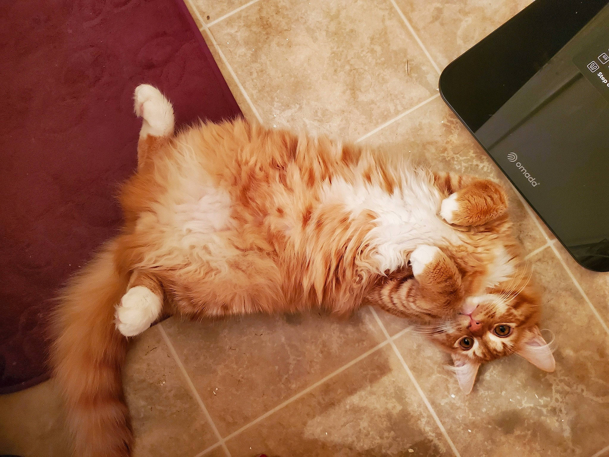 Tigger is registered to the contest to win money with this photo: box, carnivore, cat, claw, comfort, domestic_short_haired_cat, eye, fawn, felidae, flooring, foot, fur, hardwood, human_leg, paw, small_to_medium_sized_cats, snout, tail, whiskers, wood