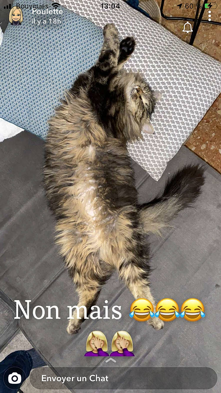 Apache a rejoint le concours — aidez-le/la à gagner de superbes lots ! canidae, carnivore, cat, claw, companion_dog, dog_breed, felidae, flooring, fur, paw, photo_caption, photograph, small_to_medium_sized_cats, snout, sporting_group, tail, terrestrial_animal, whiskers