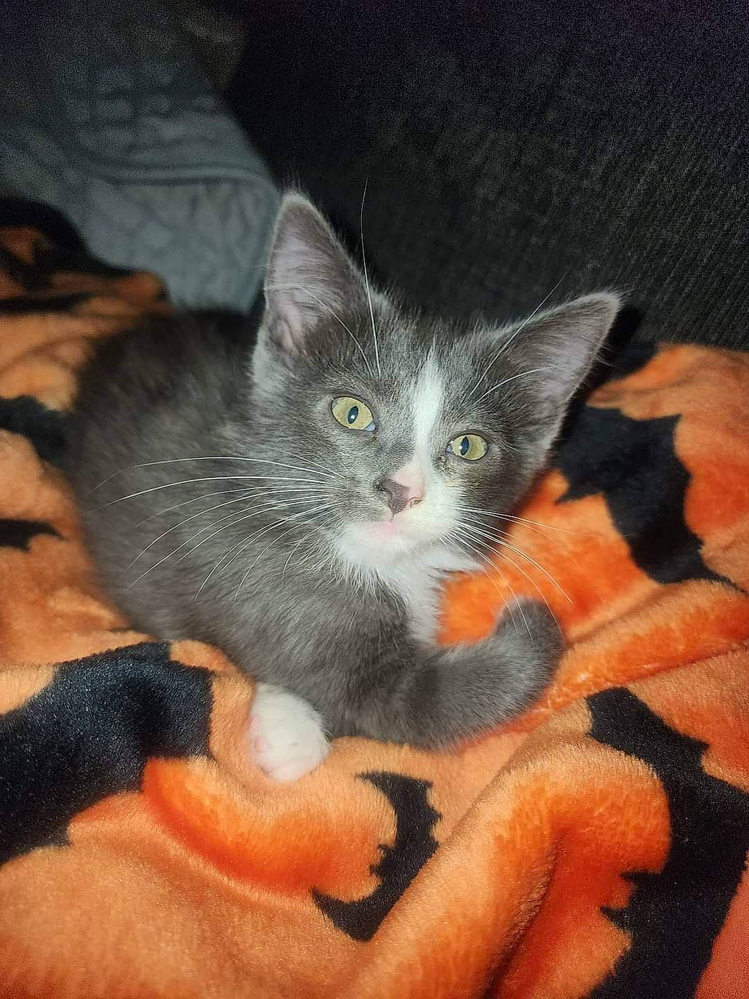 Bing is registered to the contest to win money with this photo: carnivore, cat, claw, comfort, couch, domestic_short_haired_cat, eye, fawn, felidae, fur, lap, paw, sitting, small_to_medium_sized_cats, snout, tail, whiskers