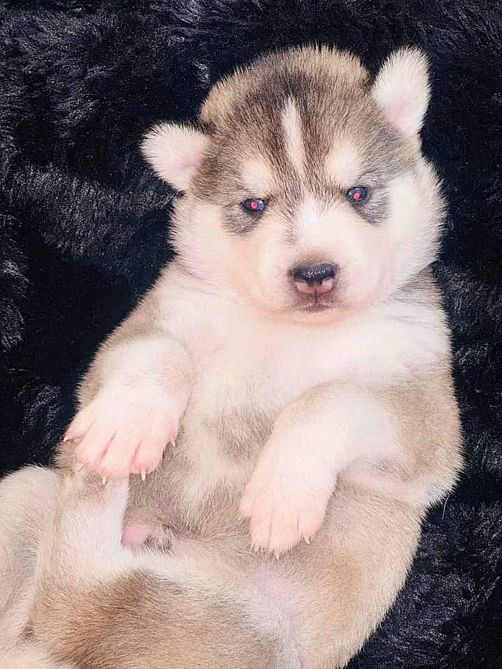 Prince participe au concours pour gagner de l'argent avec cette photo : ancient_dog_breeds, canidae, canis, carnivore, companion_dog, dog, dog_breed, fur, non_sporting_group, puppy, siberian_husky, sled_dog, sporting_group, terrestrial_animal, whiskers, working_animal, working_dog