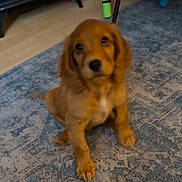 Archie joined the competition — help win amazing prizes! adorable, animal, brown, canine, carpet, companion, cute, dog, domestic, floor, fur, home, indoor, looking_up, mammal, pet, puppy, sitting, young, young_animal