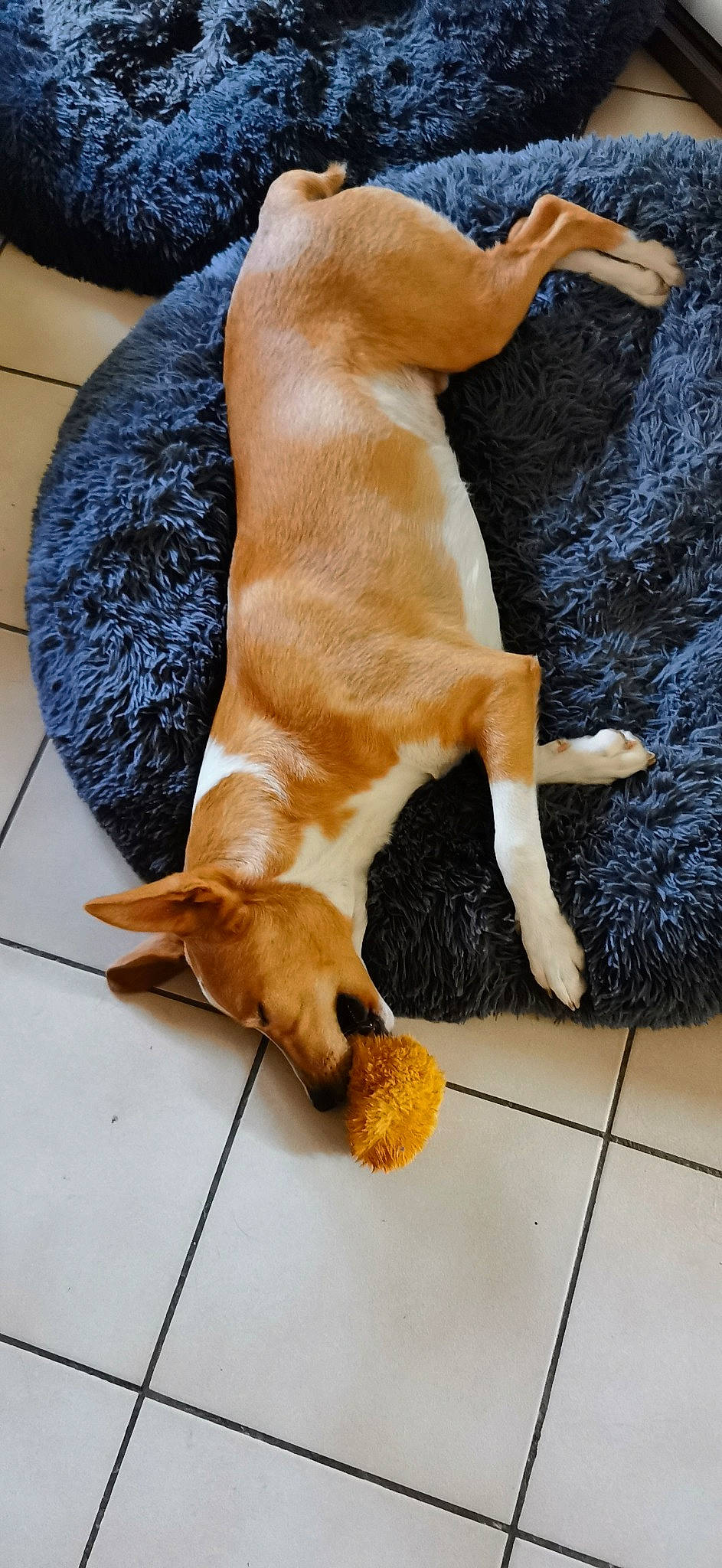 Lucky participe au concours pour gagner de l'argent avec cette photo : canidae, carnivore, collar, companion_dog, dog, dog_breed, dog_supply, fawn, fur, liver, natural_material, paw, pet_supply, snout, sporting_group, tail, tan, thread, working_animal, working_dog