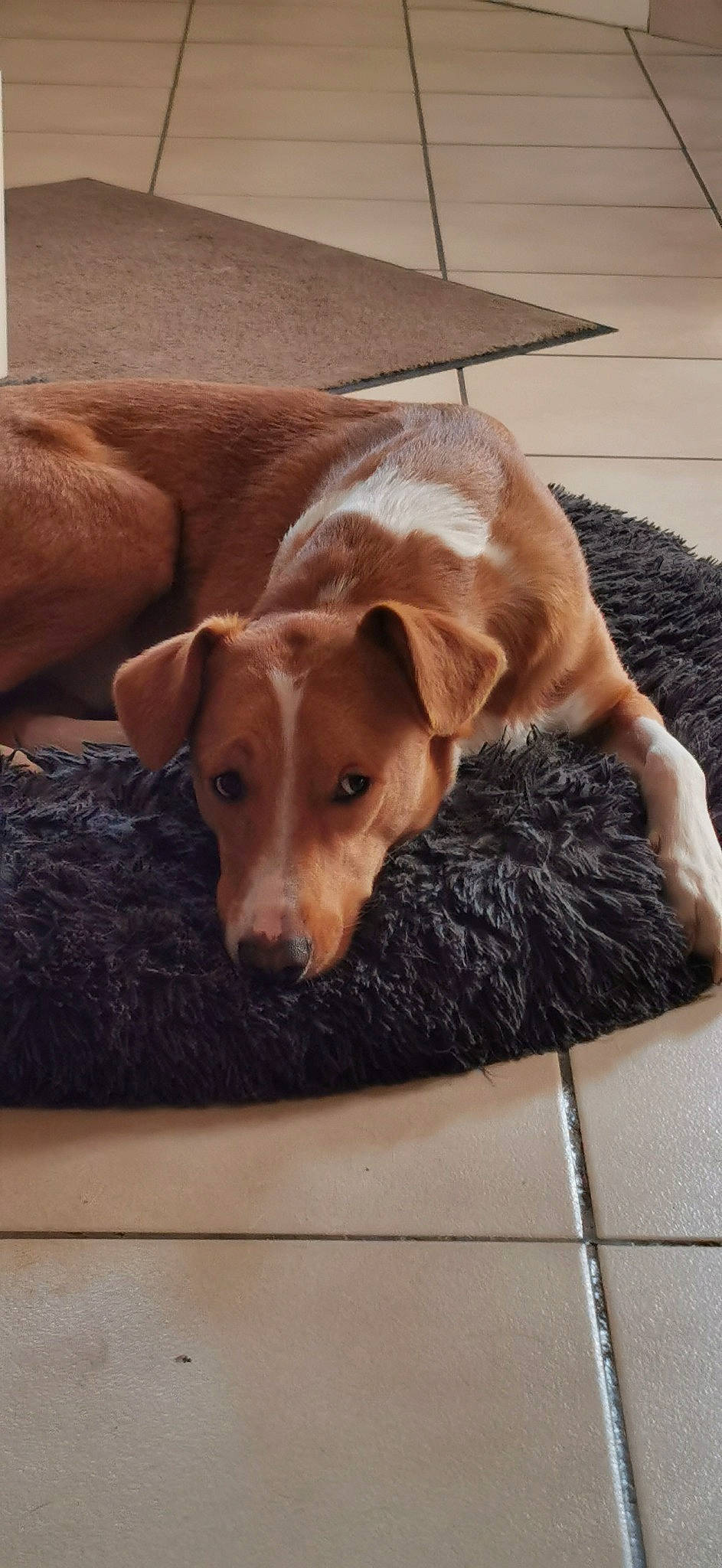 Lucky a rejoint le concours — aidez-le/la à gagner de superbes lots ! carnivore, collar, comfort, companion_dog, dog, dog_breed, dog_supply, fawn, floor, flooring, fur, hardwood, linens, paw, pet_supply, rectangle, sporting_group, whiskers, wood, working_animal