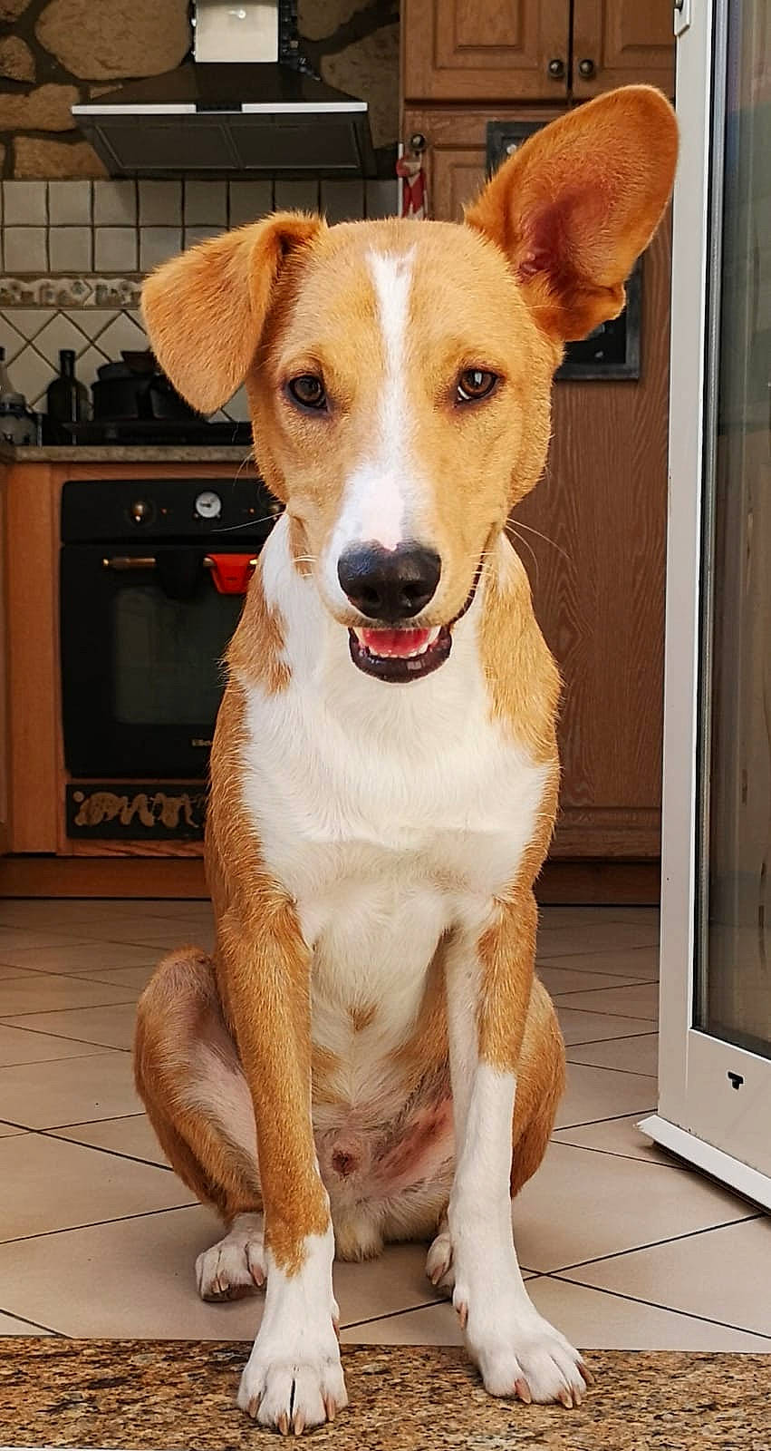 Lucky a rejoint le concours — aidez-le/la à gagner de superbes lots ! carnivore, collar, companion_dog, dog, dog_breed, dog_supply, fawn, fixture, floor, flooring, fur, kitchen, pet_supply, snout, sporting_group, tail, vertebrate, whiskers, wood, wood_stain