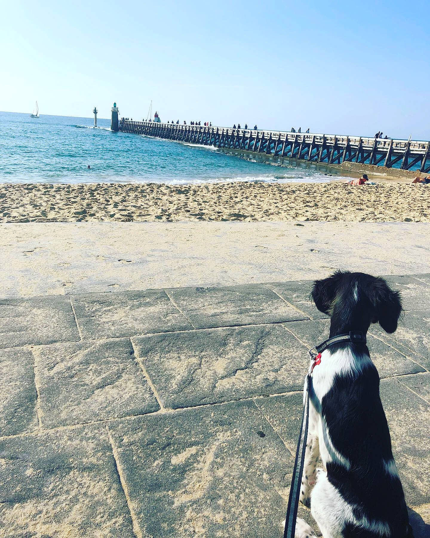 Aya participe au concours pour gagner de l'argent avec cette photo : beach, canidae, cloud, coast, coastal_and_oceanic_landforms, dog, dog_breed, dog_walking, horizon, ocean, rock, sand, sea, shore, sky, sporting_group, summer, tourism, vacation, water