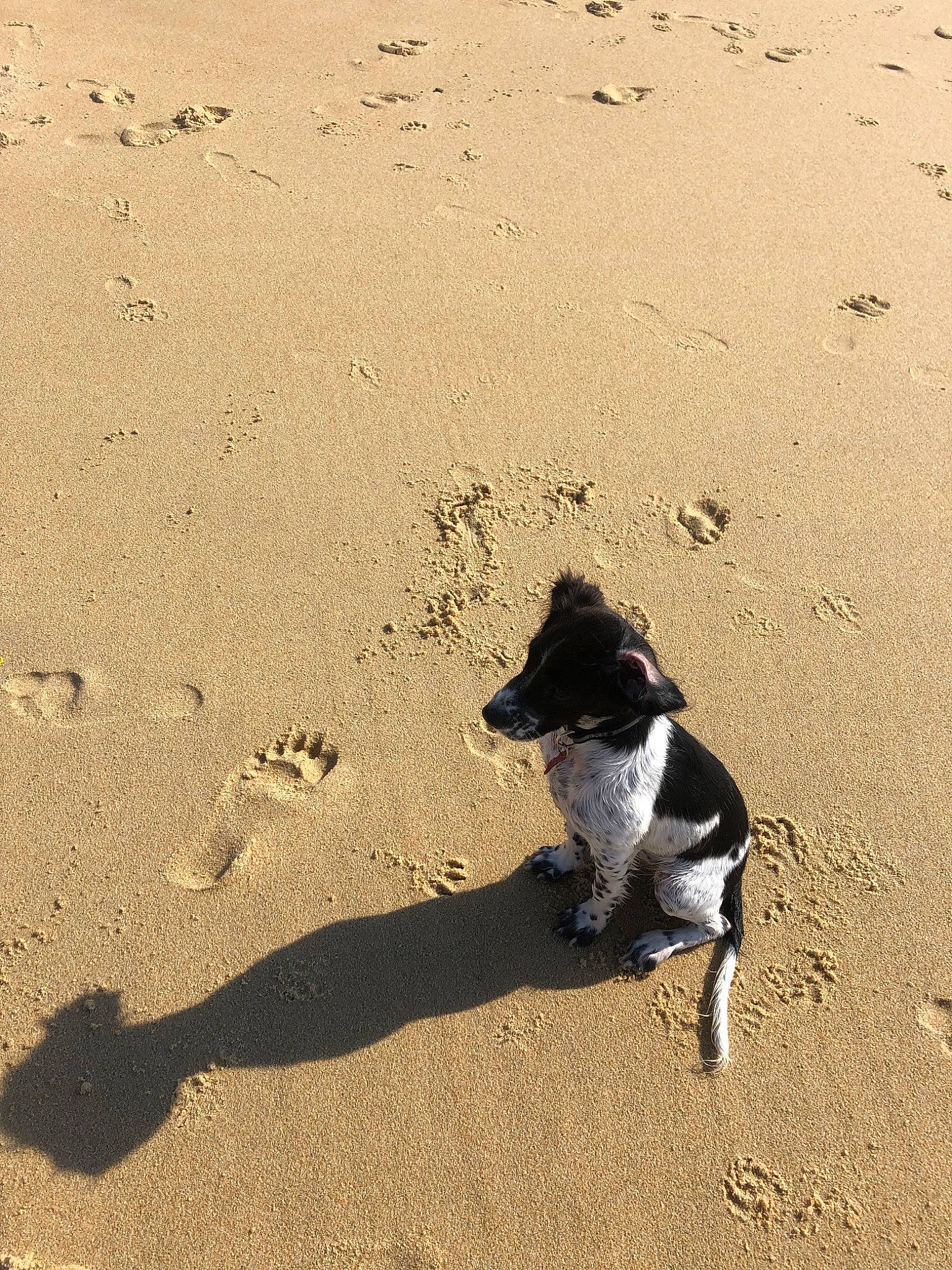 Aya a rejoint le concours — aidez-le/la à gagner de superbes lots ! beach, border_collie, canidae, carnivore, coast, dog, dog_breed, sand, sea, shadow, smooth_fox_terrier, sporting_group, stabyhoun, street_dog, tail, vacation