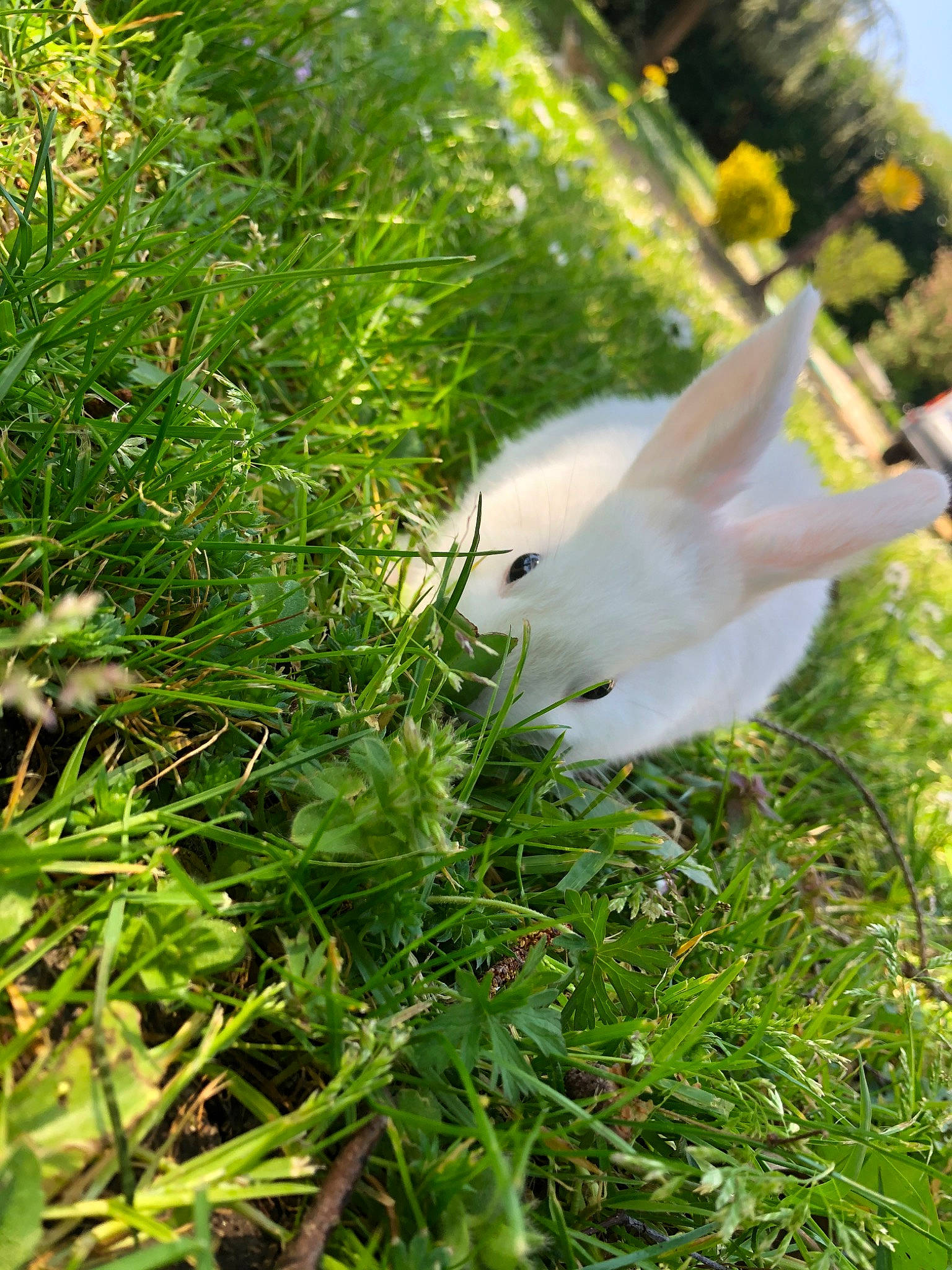 Luffy participe au concours pour gagner de l'argent avec cette photo : bird, flower, grass, herb, plant, wildlife, wing