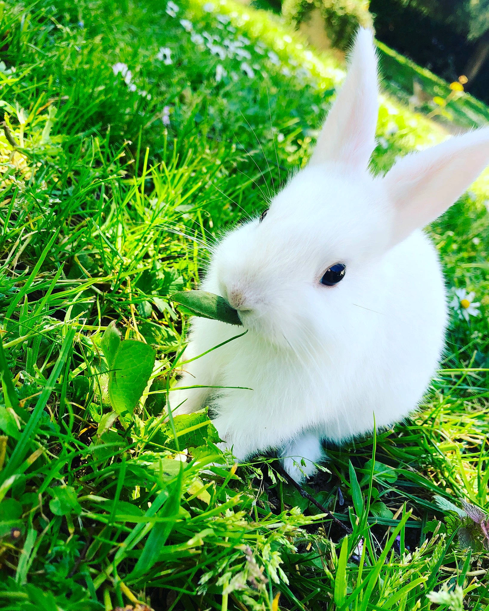 Luffy participe au concours pour gagner de l'argent avec cette photo : domestic_rabbit, easter_bunny, grass, hare, organism, plant, rabbit, rabbits_and_hares, snowshoe_hare, whiskers