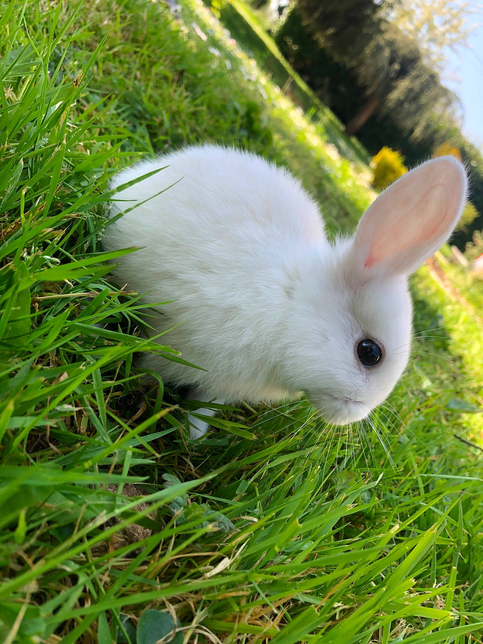 Luffy a rejoint le concours — aidez-le/la à gagner de superbes lots ! domestic_rabbit, easter_bunny, grass, hare, plant, rabbit, rabbits_and_hares, snowshoe_hare, whiskers, wildlife