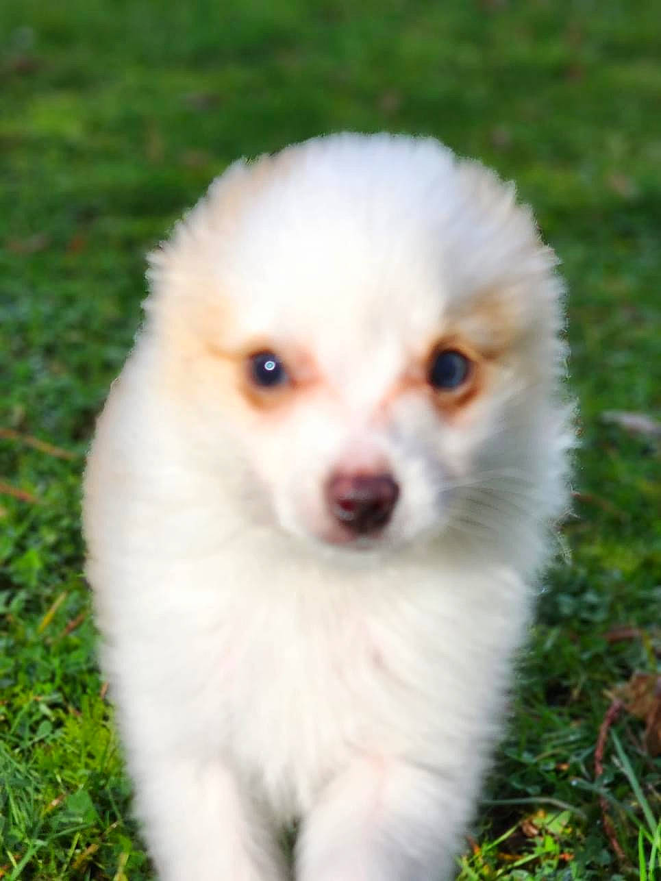 Joey joined the competition — help win amazing prizes! canidae, carnivore, companion_dog, dog, dog_breed, fawn, fur, german_spitz_klein, grass, non_sporting_group, plant, snout, sporting_group, terrestrial_animal, toy_dog, whiskers, wildlife