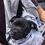 animal, bag, blanket, bulldog, canine, clothing, dog, face, head, pants, person, pet, photography, pitbull, portrait, puppy, skin, sleeping, t_shirt, tattoo