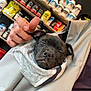 aluminium, animal, bodypart, bulldog, can, canine, cannedgoods, dog, finger, food, furniture, hand, indoors, jar, person, pet, puppy, shelf, shop, tin