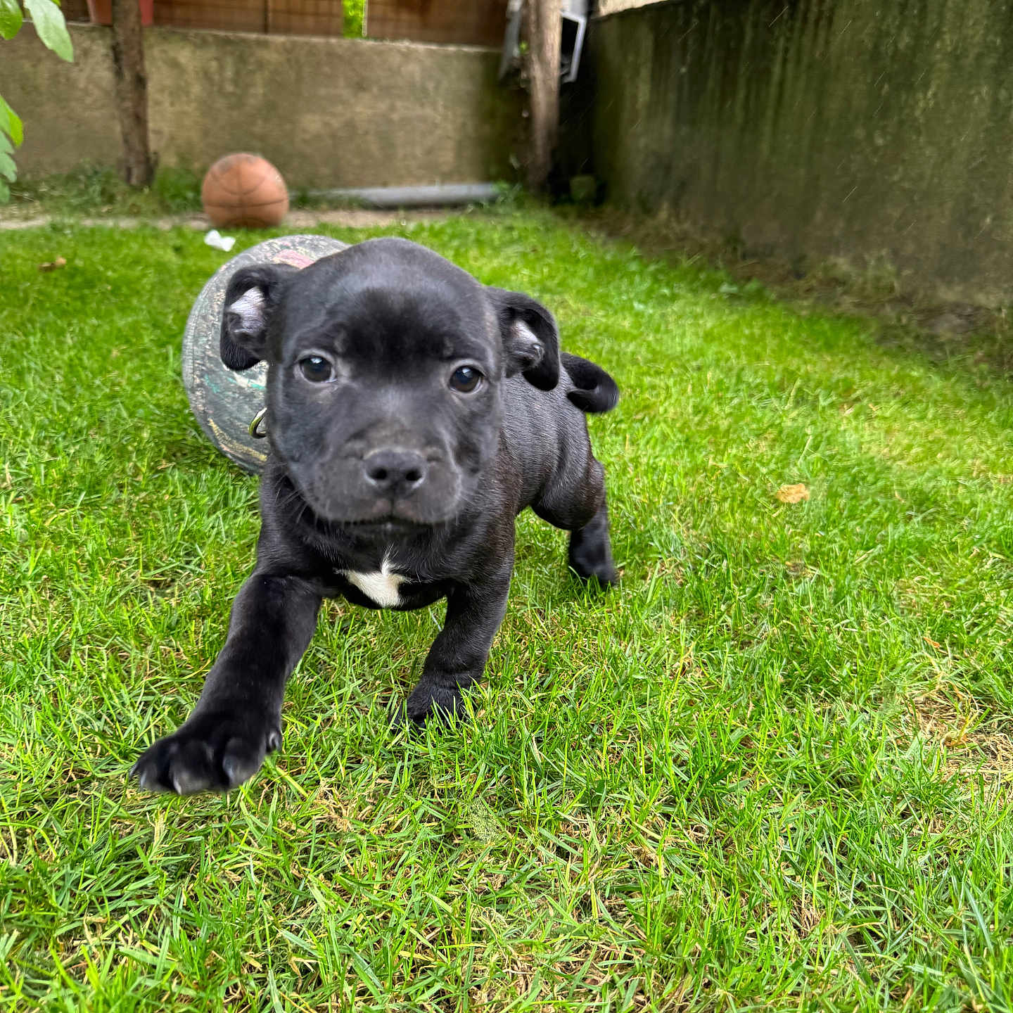 Nala participe au concours pour gagner de l'argent avec cette photo : animal, backyard, ball, basketball, basketballball, bulldog, canine, dog, field, grass, labradorretriever, lawn, nature, outdoors, pet, pitbull, plant, puppy, sport, yard