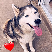 Wolf participe au concours pour gagner de l'argent avec cette photo : animal, blue_eyes, canine, closeup, companion, concrete, dog, doorway, ears, fur, happy, husky, looking_up, muzzle, outdoor, paw, pet, sitting, snout, tongue_out