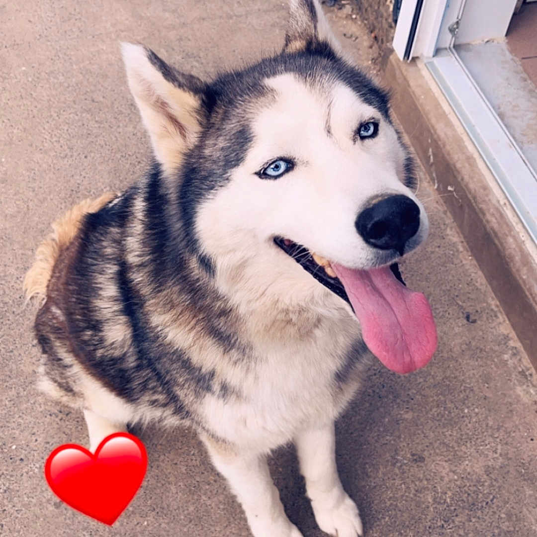 Wolf participe au concours pour gagner de l'argent avec cette photo : animal, blue_eyes, canine, closeup, companion, concrete, dog, doorway, ears, fur, happy, husky, looking_up, muzzle, outdoor, paw, pet, sitting, snout, tongue_out