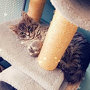 Lily participe au concours pour gagner de l'argent avec cette photo : animal, cat, cat_tree, cozy, curious, cute, decor, feline, fluffy, gray_cat, home, indoor, looking, pet, platform, plush, relaxed, resting, scratching_post, soft