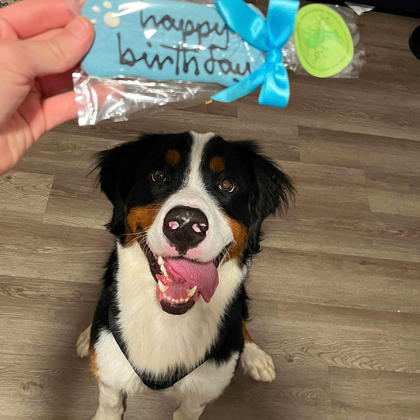 Winston joined the competition — help win amazing prizes! accessories, animal, baby, ball, canine, dog, face, head, hound, person, pet, photography, portrait, puppy, sport, tape, tennis, tennisball, text, wood