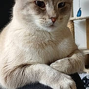 K-nell a rejoint le concours — aidez-le/la à gagner de superbes lots ! beige_color, cat, cat_tree, close_up, cream_color, domestic, ears, feline, fur, furniture, home, indoor, lap, looking_at_camera, paws, pet, portrait, relaxed, sitting, whiskers