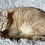 K-nell a rejoint le concours — aidez-le/la à gagner de superbes lots ! animal, blue_eyes, carnivore, cat, comfort, cozy, cute, domestic_cat, ears, feline, fluffy_bed, fur, indoor, pet, relaxed, resting, sleeping_spot, soft_texture, tabby, whiskers