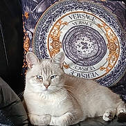 K-nell participe au concours pour gagner de l'argent avec cette photo : blue_eyes, cat, comfortable, couch, cozy, cream_colored, feline, fluffy, fur, home, indoor, leather, lounging, pattern, pet, pillow, relaxed, resting, versace, whiskers