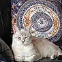blue_eyes, cat, comfortable, couch, cozy, cream_colored, feline, fluffy, fur, home, indoor, leather, lounging, pattern, pet, pillow, relaxed, resting, versace, whiskers