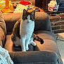 Felix is registered to the contest to win money with this photo: books, brick_wall, carpet, cat, cozy, curious, domestic, furniture, gray_armchair, household_items, indoor, lamp, living_room, looking, pet, seated, table, tail, white_and_gray_cat, wide_eyes