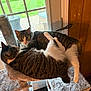 Felix joined the competition — help win amazing prizes! animal, cat, cat_tree, cozy, curious, domestic_animal, feline, fur, hammock, indoor, mammal, pet, relaxed, resting, snuggling, sunlight, tabby_cat, two_cats, whiskers, window