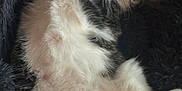 Felix is registered to the contest to win money with this photo: animal, blanket, cat, cozy, cute, feline, fluffy, fur, gray, indoor, mammal, paws, pet, pink_nose, relaxed, resting, sleepy, striped, whiskers, white