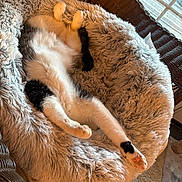 Felix joined the competition — help win amazing prizes! animal, bed, black_and_white, carpet, cat, cozy, feline, furry, home, indoor, natural_light, paws, pet, pink_pads, plush, relaxed, resting, sleeping, wicker_chair, window