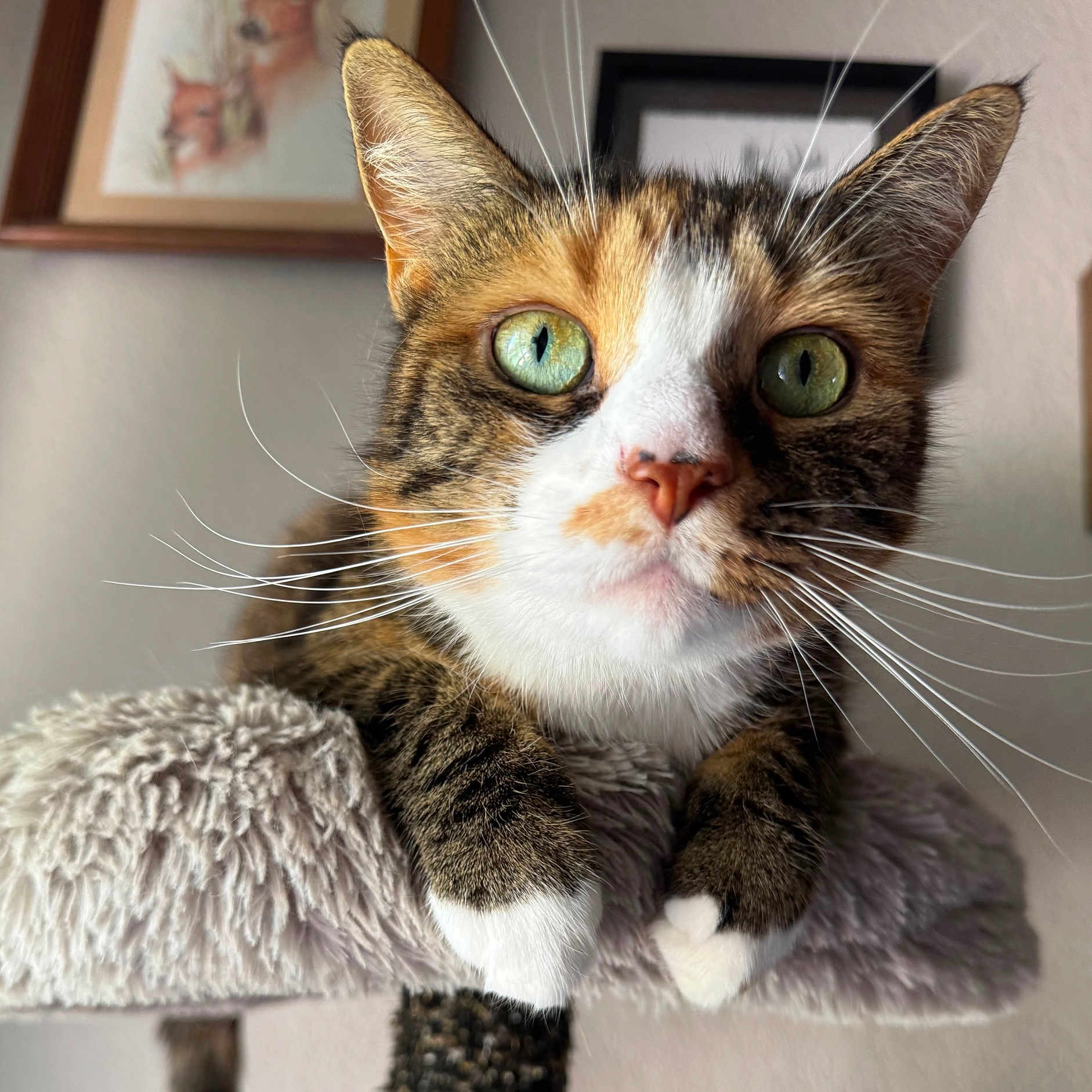 Tilly joined the competition — help win amazing prizes! cat, close_up, green_eyes, whiskers, fur, paws, pet, indoor, cozy, furniture, portrait, animal, mammal, domestic_cat, curious, soft_texture, resting, feline, home, cute