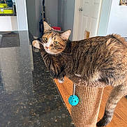 Tilly joined the competition — help win amazing prizes! cat, tabby_cat, scratching_post, indoor, countertop, granite, wooden_floor, pet, feline, resting, curious, paw, toy_ball, household, vacuum_cleaner, door, wall, light_switch, fur, tail