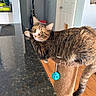 cat, tabby_cat, scratching_post, indoor, countertop, granite, wooden_floor, pet, feline, resting, curious, paw, toy_ball, household, vacuum_cleaner, door, wall, light_switch, fur, tail