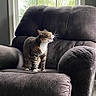 Tilly is registered to the contest to win money with this photo: cat, tabby_cat, armchair, indoor, window, furniture, meowing, pet, whiskers, fur, domestic_animal, living_room, natural_light, gray, cozy, upholstery, animal, house, comfortable, resting_place