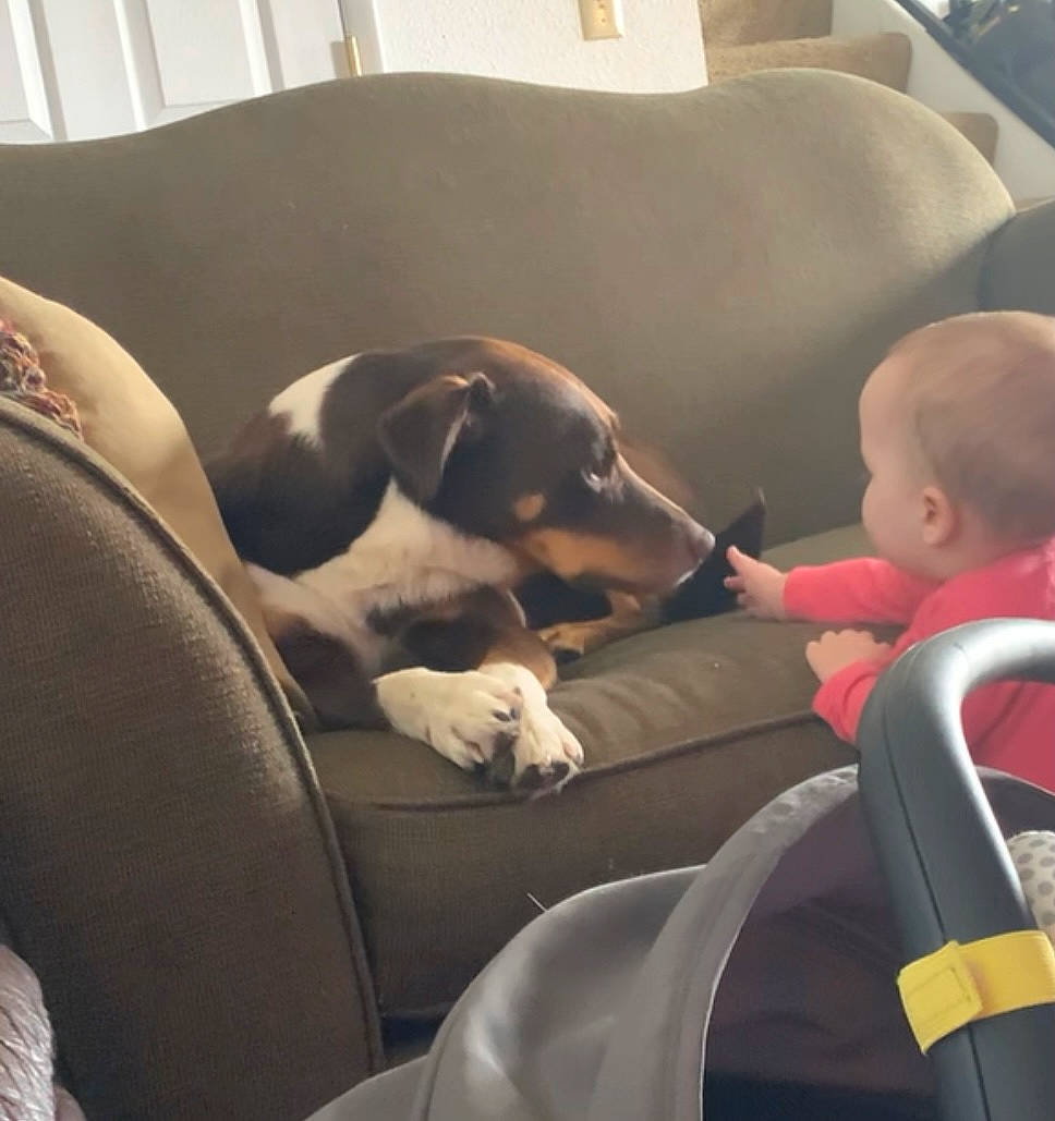 Max joined the competition — help win amazing prizes! auto_part, automotive_design, baby, car_seat, car_seat_cover, carnivore, comfort, companion_dog, couch, dog, dog_breed, head_restraint, lap, luxury_vehicle, sitting, toddler, vehicle